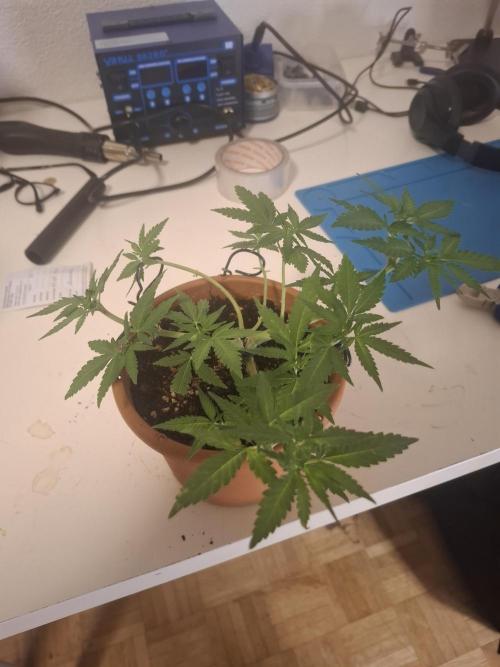 Masterkush Micro Grow. Week 1