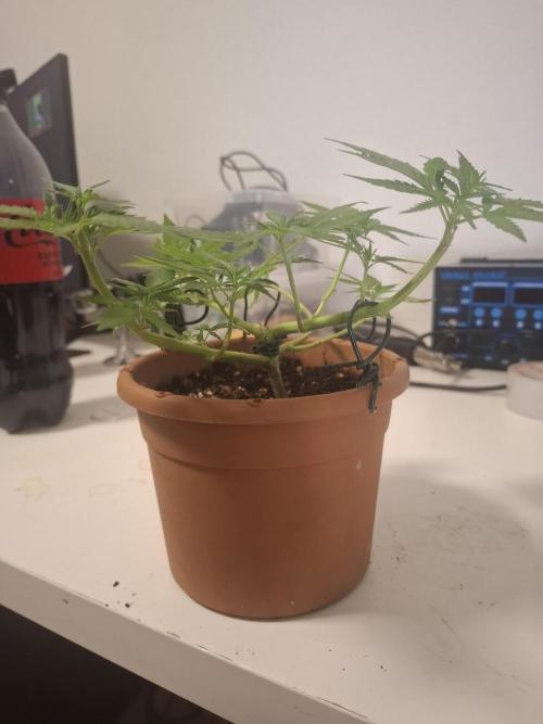 Masterkush Micro Grow. Week 1
