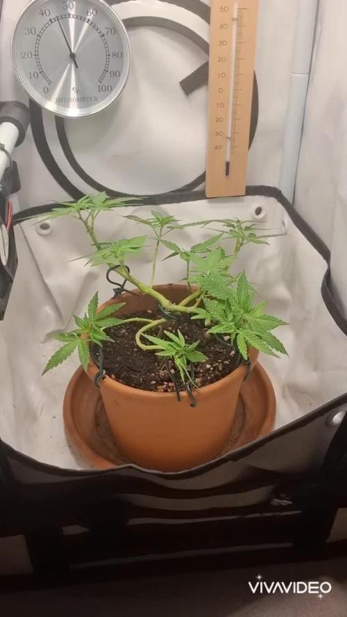 Masterkush Micro Grow