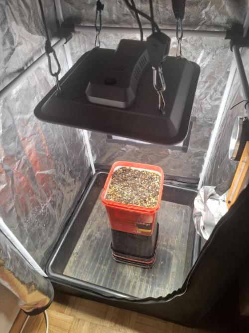 Cookies Gelato Automatic. Week 0