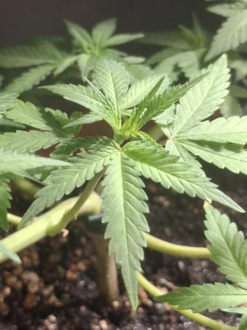 Masterkush Micro Grow. Week 1