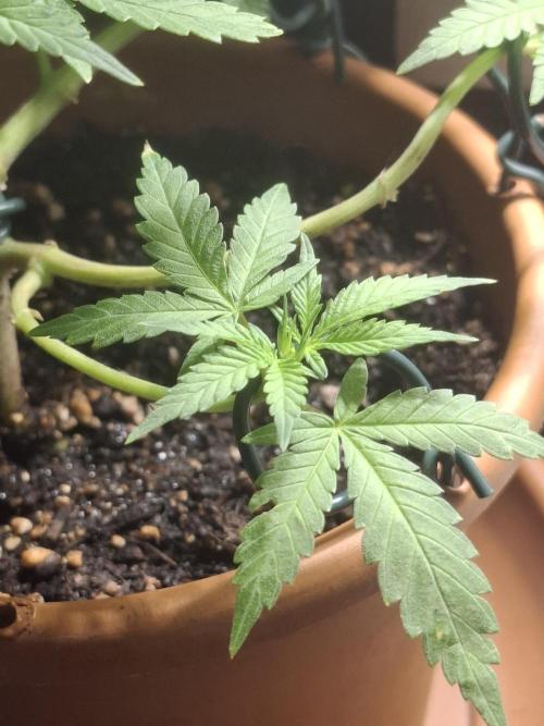 Masterkush Micro Grow. Week 1