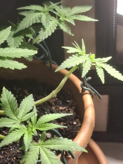 Masterkush Micro Grow. Week 1