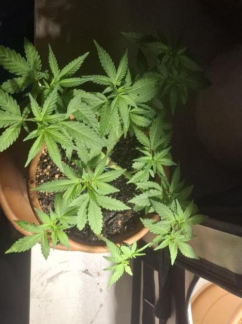 Masterkush Micro Grow. Week 1