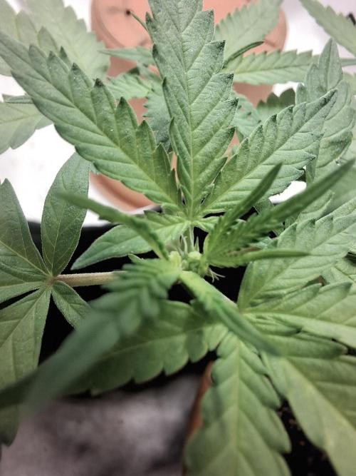 Masterkush Micro Grow. Week 1