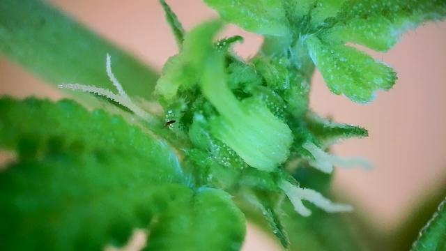 Masterkush Micro Grow. Week 1