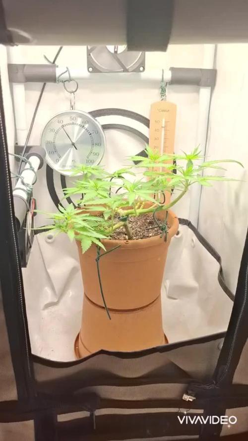 Masterkush Micro Grow