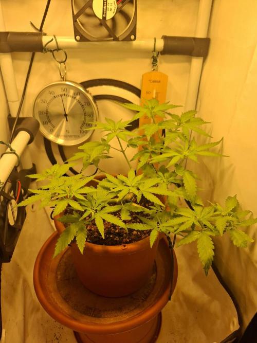 Master Kush. Week 2