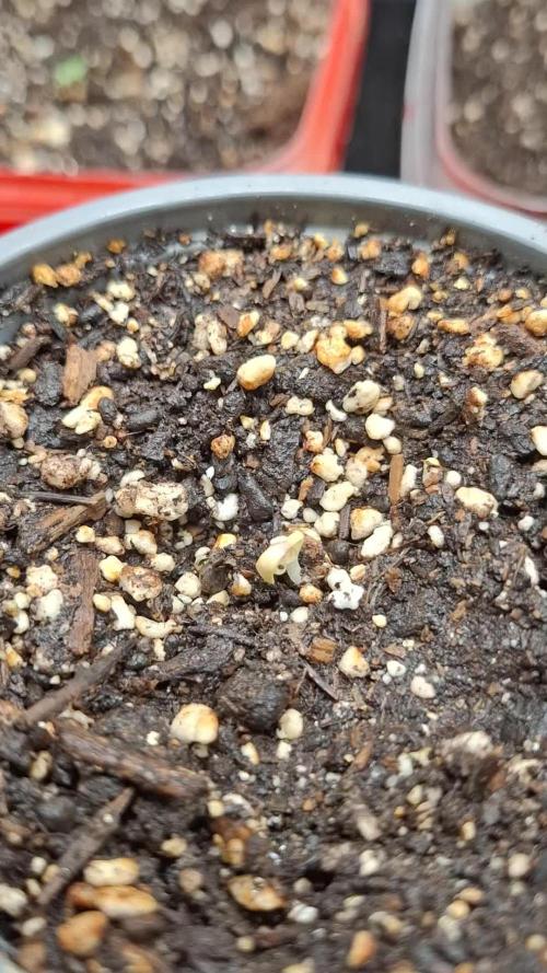 Indoor Cookies Gelato und Lemonhaze GROW