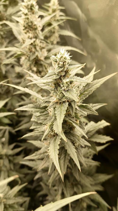 Compete with Local Paraguayan Prensado. Week 10 - gdp ok but not purple 