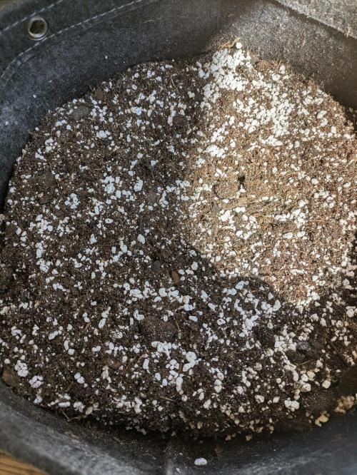1st Outdoor Grow - Mystic Gorilla Auto. Week 0 - Day 1 - Fill pot and mix soil with Perlite