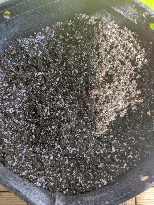 1st Outdoor Grow - Mystic Gorilla Auto. Week 0 - Day 1 - Added 2 cups of water
