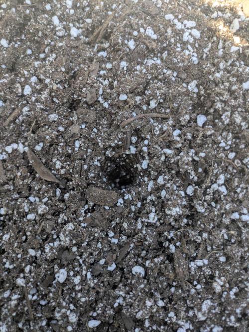1st Outdoor Grow - Mystic Gorilla Auto. Week 0 - Day 1 - Planted the seed