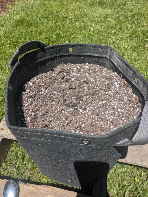 1st Outdoor Grow - Mystic Gorilla Auto. Week 0 - Day 1 - Now we wait!