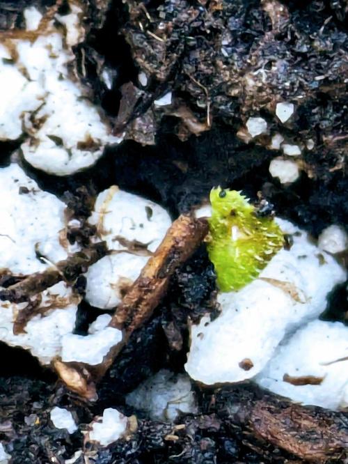 1st Outdoor Grow - Mystic Gorilla Auto. Week 0 - Day 5 - Tiny spikey dragon emerges