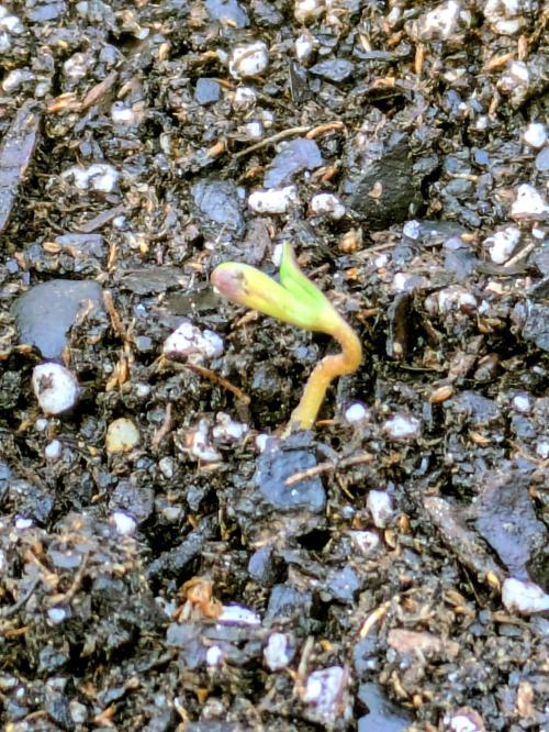2nd Outdoor Grow - Mystic Gorilla Auto. Week 0 - Day 5 - 3 seedlings emerging 