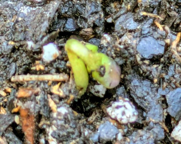 2nd Outdoor Grow - Mystic Gorilla Auto. Week 0 - Day 5 - 3 seedlings emerging 