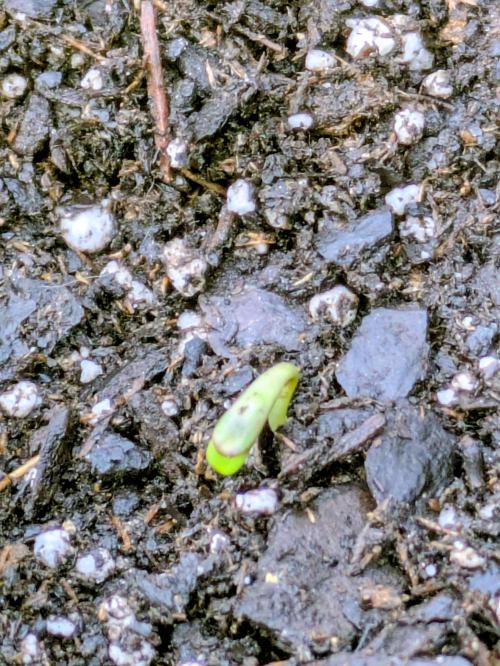 2nd Outdoor Grow - Mystic Gorilla Auto. Week 0 - Day 5 - 3 seedlings emerging