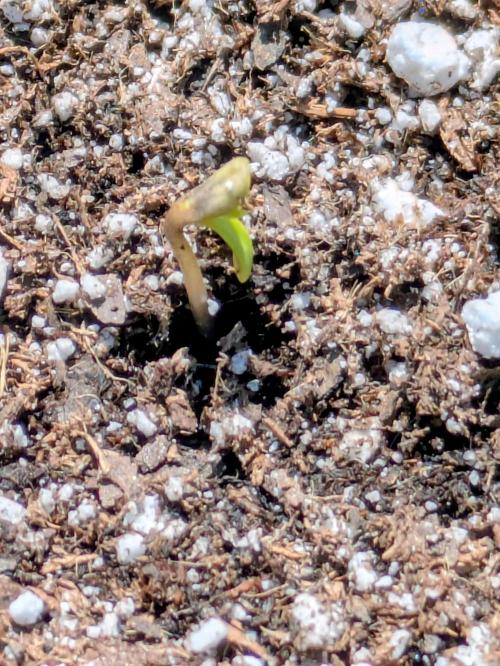 1st Outdoor Grow - Mystic Gorilla Auto. Week 0 - Day 6 - Lost sight of tiny seedling, but came back overnight :)