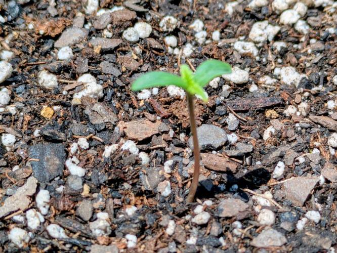 2nd Outdoor Grow - Mystic Gorilla Auto. Week 0 - Day 6 - cotyledons forming