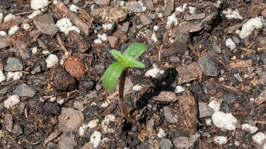 2nd Outdoor Grow - Mystic Gorilla Auto. Week 0 - Day 6 - cotyledons forming