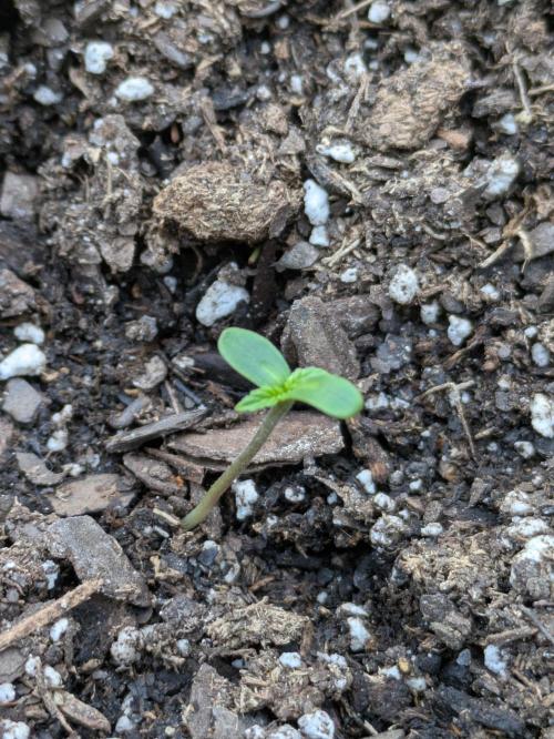 2nd Outdoor Grow - Mystic Gorilla Auto. Week 0 - Day 6 - cotyledons forming