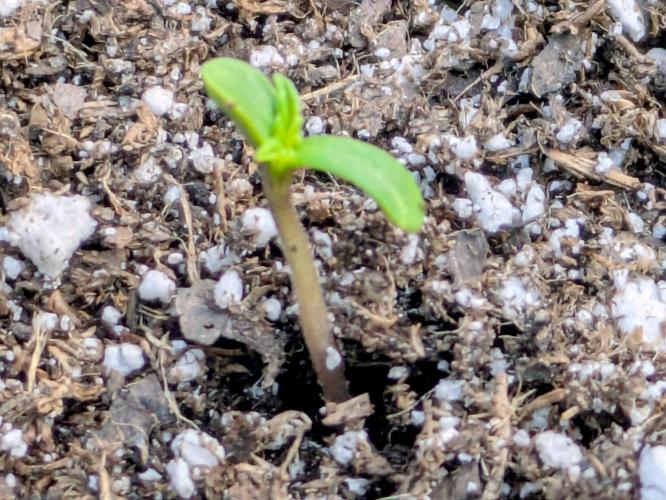 1st Outdoor Grow - Mystic Gorilla Auto. Week 0 - Day 6 - First leaves