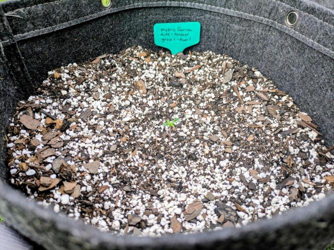 1st Outdoor Grow - Mystic Gorilla Auto. Week 1 - Day 8 - Added label