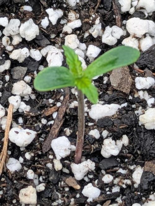 1st Outdoor Grow - Mystic Gorilla Auto. Week 1 - Day 8 - Progress