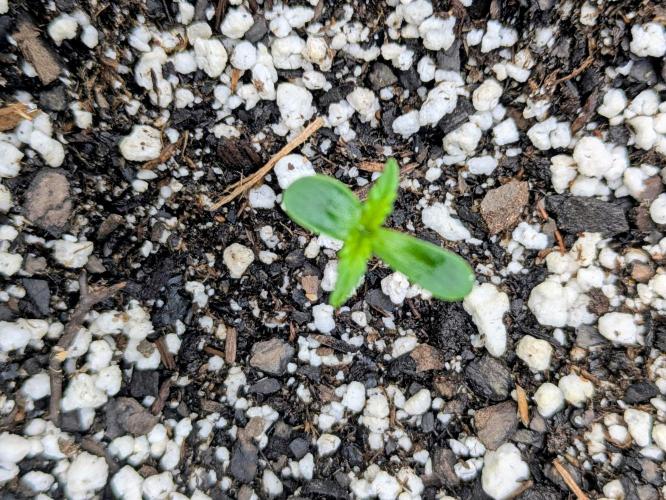 1st Outdoor Grow - Mystic Gorilla Auto. Week 1 - Day 8 - Progress