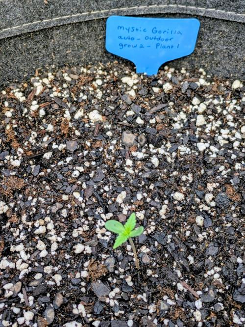 2nd Outdoor Grow - Mystic Gorilla Auto. Week 1 - Day 8 - Mystic Gorilla in 5 gal pot progress (plant 1)