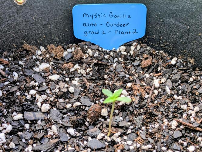 2nd Outdoor Grow - Mystic Gorilla Auto. Week 1 - Day 8 - Mystic Gorilla in 3 gallon pot progress (plant 2)