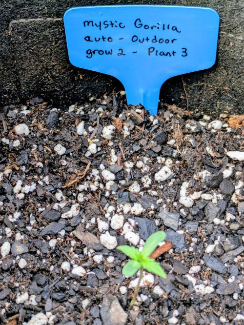 2nd Outdoor Grow - Mystic Gorilla Auto. Week 1 - Day 8 - Mystic Gorilla in 3 gallon pot progress (plant 3)