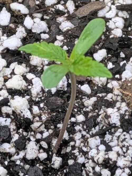 1st Outdoor Grow - Mystic Gorilla Auto. Week 1 - Day 10 - Progress 
