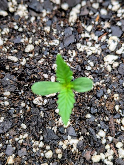 2nd Outdoor Grow - Mystic Gorilla Auto. Week 1 - Day 10 - Mystic Gorilla in 5 gal pot (plant 1)