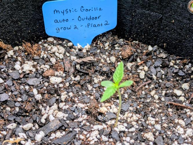 2nd Outdoor Grow - Mystic Gorilla Auto. Week 1 - Day 10 - Mystic Gorilla in 3 gal pot (plant 2)