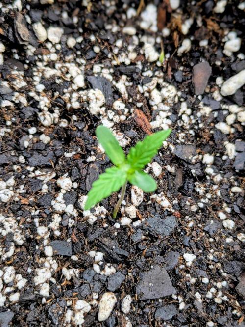 2nd Outdoor Grow - Mystic Gorilla Auto. Week 1 - Day 10 - Mystic Gorilla in 3 gal pot (plant 3)
