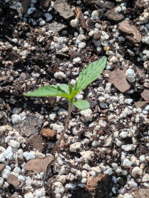 1st Outdoor Grow - Mystic Gorilla Auto. Week 1 - Day 13 - Progress 