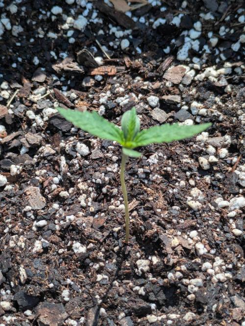 2nd Outdoor Grow - Mystic Gorilla Auto. Week 1 - Day 13 - Plant 1 (5 gal)