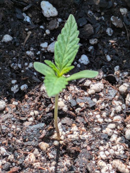 2nd Outdoor Grow - Mystic Gorilla Auto. Week 1 - Day 13 - Plant 2 (3 gal)