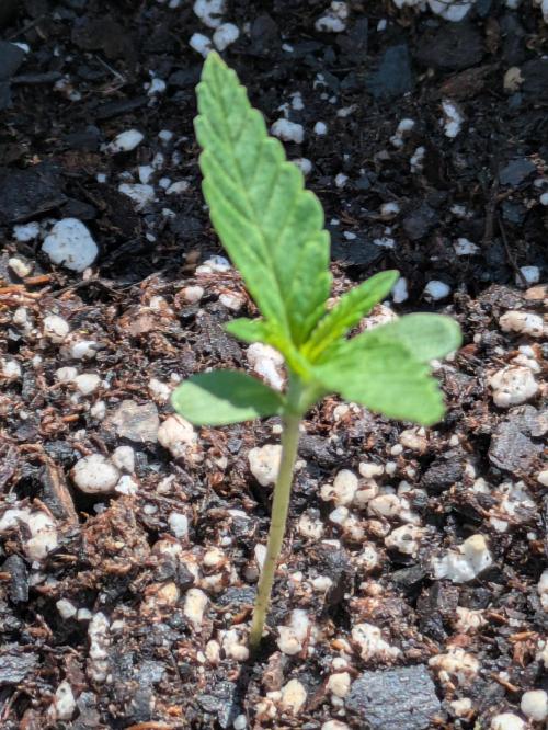 2nd Outdoor Grow - Mystic Gorilla Auto. Week 1 - Day 13 - Plant 3 (3 gal)