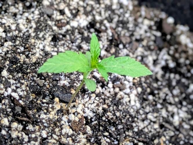 Mystic Gorilla. Week 2