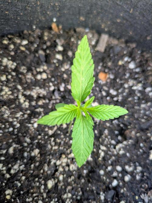 2nd Outdoor Grow - Mystic Gorilla Auto. Week 2 - Day 15 - Mystic Gorilla Auto - Plant 2