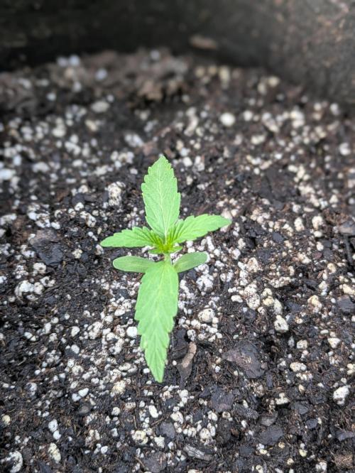 2nd Outdoor Grow - Mystic Gorilla Auto. Week 2 - Day 15 - Mystic Gorilla Auto - Plant 3