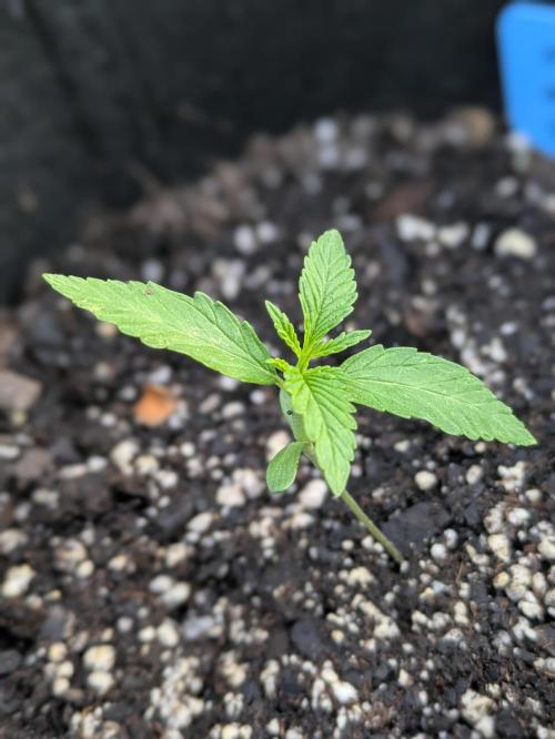 2nd Outdoor Grow - Mystic Gorilla Auto. Week 2 - Day 15 - Mystic Gorilla Auto - Plant 1