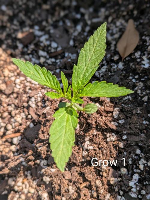 Mystic Gorilla. Week 2