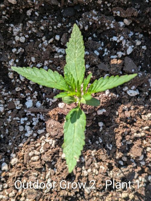 2nd Outdoor Grow - Mystic Gorilla Auto. Week 2 - Day 17 - Mystic Gorilla Auto - Plant 1