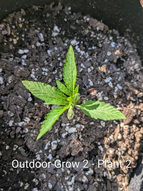 2nd Outdoor Grow - Mystic Gorilla Auto. Week 2 - Day 17 - Mystic Gorilla Auto - Plant 2 