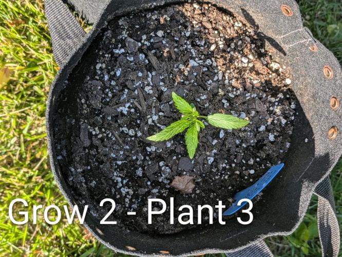 2nd Outdoor Grow - Mystic Gorilla Auto. Week 2 - Day 17 - Mystic Gorilla Auto - Plant 3 