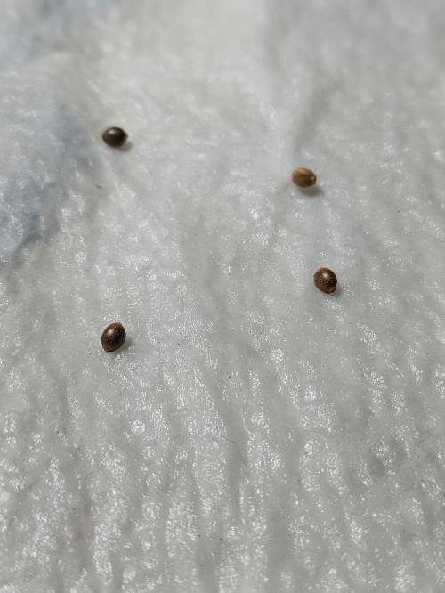 3rd Outdoor Grow - Purple Lemonade RF3. Week 0 - Germination of 4 FastBuds Purple Lemonade Auto in damp paper towel
